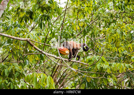 Crested Kapuziner (Sapajus Robustus) bedrohte vom Aussterben bedroht, fotografiert in Linhares / Sooretama, Espírito Santo - Südosten von Brasilien. Atlantik Stockfoto