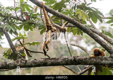 Nördliche Muriqui (Brachyteles Hypoxanthus) mit Baby, kritisch gefährdete vom Aussterben bedroht, fotografiert in Santa Maria de Jetibá, Espírito Santo - BH Stockfoto