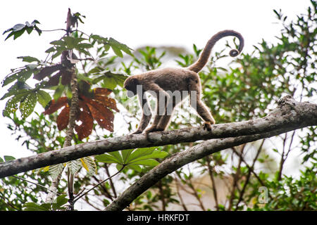 Nördlichen Young Muriqui (Brachyteles Hypoxanthus) vom Aussterben bedroht, vom Aussterben bedrohte fotografiert in Santa Maria de Jetibá, Espírito Santo - Brasilien. Stockfoto