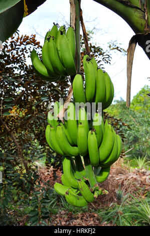 Grüne Bananen an einem Baum Stockfoto