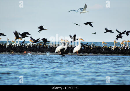 Vogelschwarm im Donaudelta Stockfoto