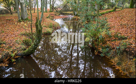 Ein Bach durch den New Forest National Park Stockfoto