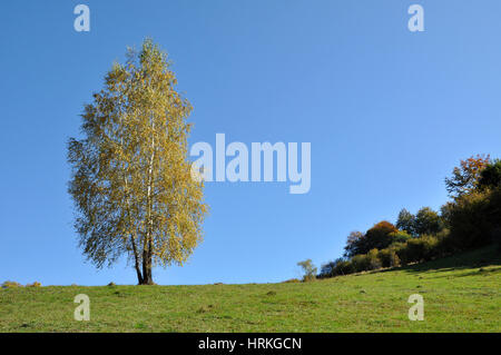 Einsame Birke Stockfoto