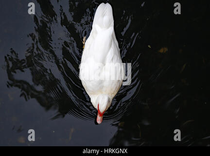 Amerikanische Pekin Ente schwimmt im Wasser eines Teiches Stockfoto