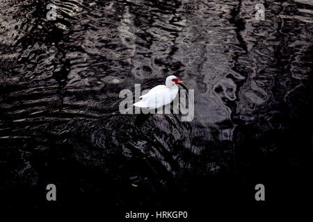 Amerikanische Pekin Ente schwimmt im schwarzen Wasser eines Teiches Stockfoto