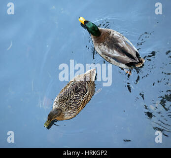 zwei Stockente männlich und weiblich, die im Teich schwimmen Stockfoto