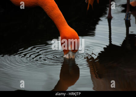 Einen schönen Flamingo nehmen einen Drink Stockfoto