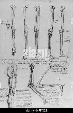 Da Vinci anatomische Zeichnungen Stockfoto