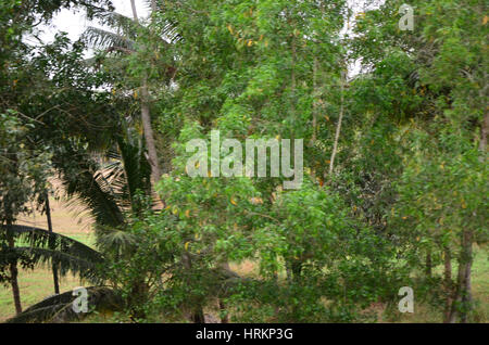 Wunderschöne Landschaft des ländlichen Indiens. Szene, während der Fahrt mit der Bahn in Goa - Kundapur Abschnitt erfasst. Stockfoto