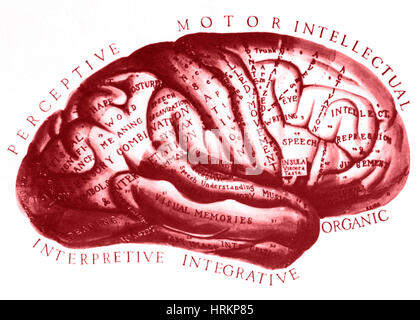 Historische Zeichnung des Gehirns