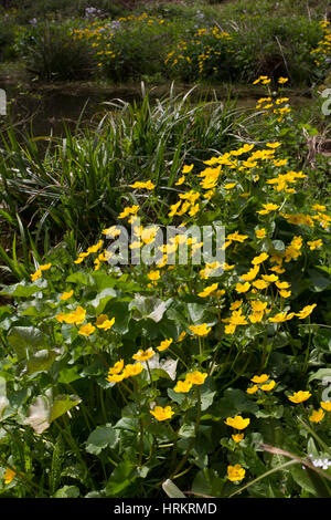 Marsh Marigold, Caltha Palustris, eine Gruppe von Pflanzen, die wachsen neben Teich. April, Worcestershire, UK übernommen. Stockfoto
