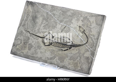 Original Keichousaurus Hui Fossil gefunden in Guizhou Xingyi / China isoliert auf weißem Hintergrund Stockfoto