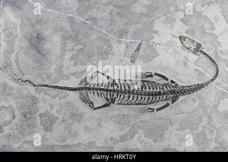 Original Keichousaurus Hui Fossil gefunden in Guizhou Xingyi / China Stockfoto