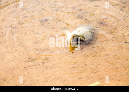 Ziehen den Einschluss von Fisch aus dem See. Gefangenen Fisch. Karausche. Stockfoto