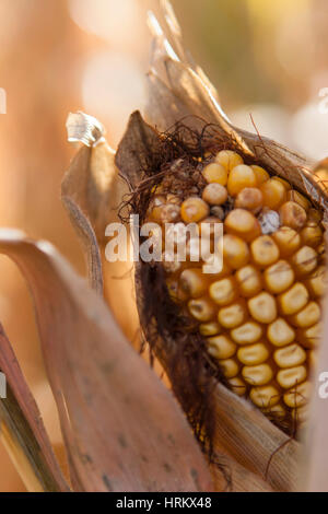Der Stiel aus Mais Stockfoto