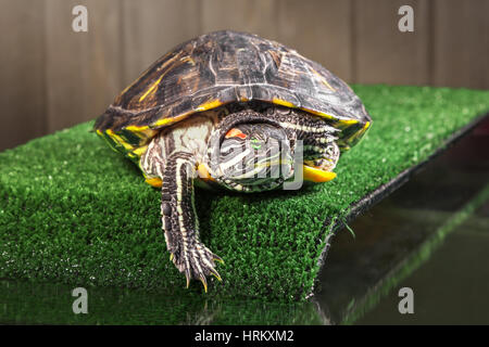 Rot-eared Slider Schildkröte auf der Brücke mit künstlichen. Stockfoto