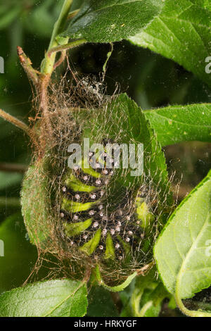 Kleines Nachtpfauenauge Raupe Beim Kokonbau, Kokon, Verpuppung, Puppenkokon, Saturnia Pavonia, Eudia Pavonia, Pavonia Pavonia, kleine Kaiser-Motte, ca Stockfoto