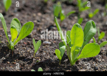 Ringelblume, Keimling, Keimlinge, Junge Blätter, Blatt, Jungpflanze, Garten-Ringelblume, Calendula Officinalis, Ringelblume, Ruddles, gemeinsame Ringelblume Stockfoto