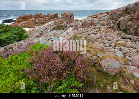 Gemeinsamen Heather / Ling (Calluna Vulgaris) auf felsigen Küste von Hovs Hallar, Nature reserve an der Ostsee auf der Halbinsel Bjäre, Skåne / Scania, S Stockfoto