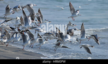 Lachmöwen im Flug Stockfoto