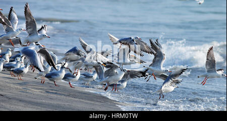 Lachmöwen im Flug Stockfoto