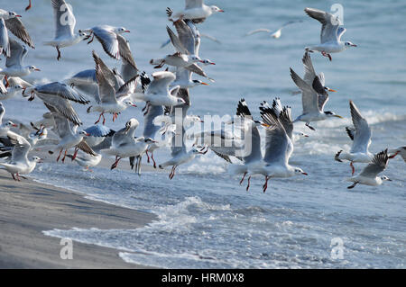 Lachmöwen im Flug Stockfoto