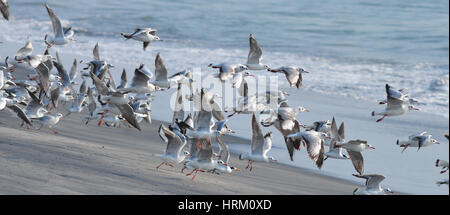 Lachmöwen im Flug Stockfoto