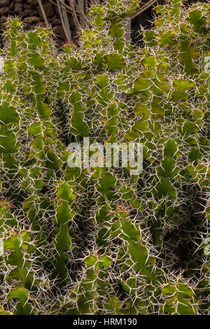 Hintergrundbild des Kaktus im Kaktusgarten, Lanzarote, Kanarische Inseln, Spanien Stockfoto