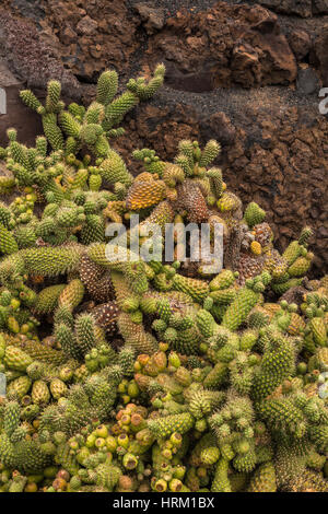 Hintergrundbild des Kaktus im Kaktusgarten, Lanzarote, Kanarische Inseln, Spanien Stockfoto