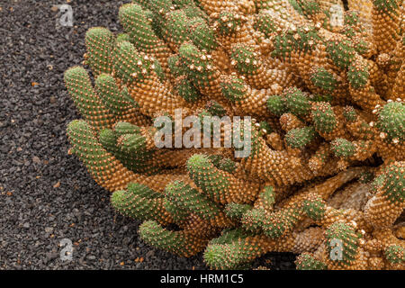 Hintergrundbild des Kaktus im Kaktusgarten, Lanzarote, Kanarische Inseln, Spanien Stockfoto