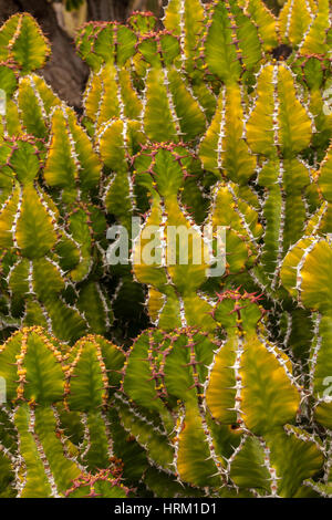 Hintergrundbild des Kaktus im Kaktusgarten, Lanzarote, Kanarische Inseln, Spanien Stockfoto