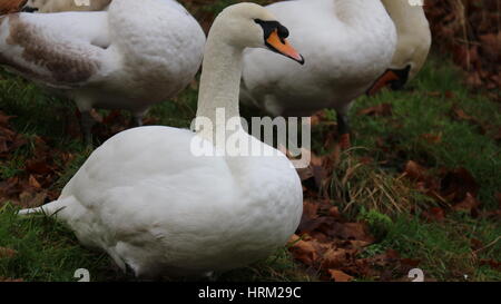 Schöner Schwan saß auf dem Rasen in Pittville Park, Cheltenham, Großbritannien Stockfoto