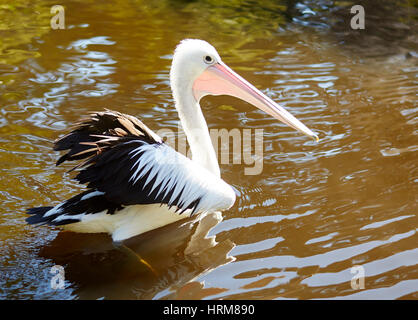 Pelikan sitzt auf dem Wasser Stockfoto