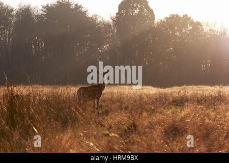 Rothirsch in Richmond Park, London Stockfoto