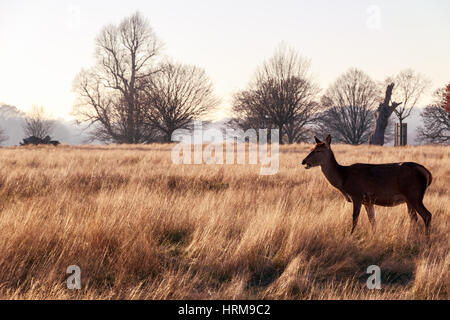 Rothirsch in Richmond Park, London Stockfoto