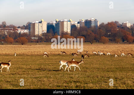 Damhirsch im Richmond Park, London Stockfoto