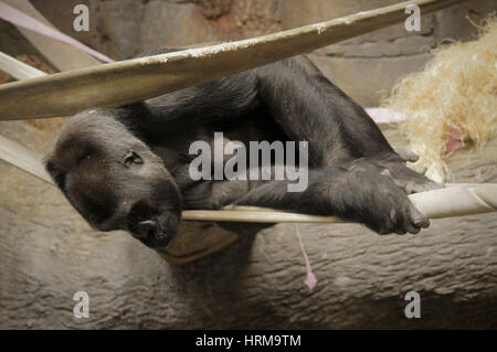 Gorilla in den Seilen Stockfoto