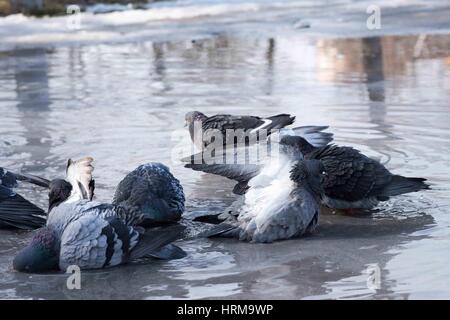 graue Vögel Tauben im Frühjahr auf der Straße in einer Pfütze Baden Stockfoto