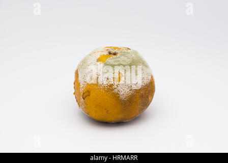 Closeup, schlechte Geruch faulen Orange auf weißem Hintergrund / isoliert Stockfoto