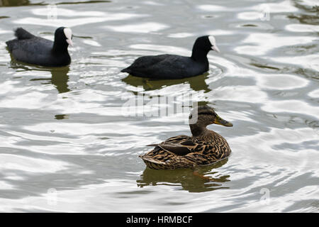 Blässhuhn und weibliche Stockente Stockente Geflügel Stockfoto