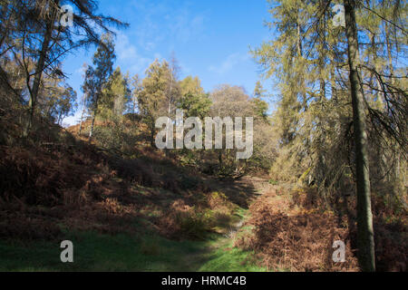 Mischwald, einschließlich Lärche Birke und Eiche Tarn Hows liegen zwischen Coniston und Ambleside The Lake District Cumbria England Stockfoto