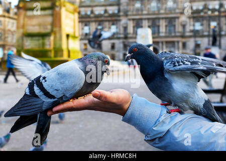 Fütterung wilde und verwilderte Tauben Samen auf dem George Square, Glasgow, Schottland Stockfoto