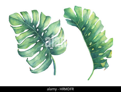 Satz von exotischen tropischen Monstera Pflanzenblätter. Handgezeichnete Aquarellmalerei. Stockfoto