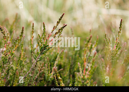 Heather Feld, England Stockfoto