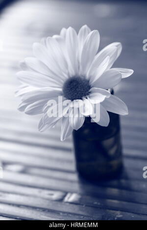 Black And White Daisy Mama Blume in vase Stockfoto