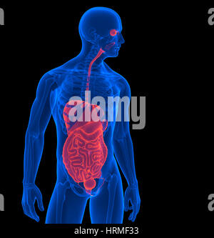 Der menschliche Körper. 3D Rendering der menschlichen Organe. Clipping-Pfad enthält Stockfoto