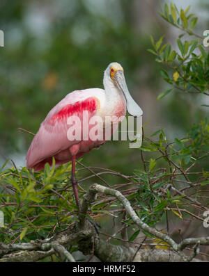 Rosige Löffler, Platalea Ajaja, stehend auf einem Bein in Mangroven-Baum über Feuchtgebiete Stockfoto