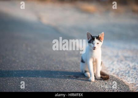 Tricolor Katze auf der Straße in Griechenland Stockfoto