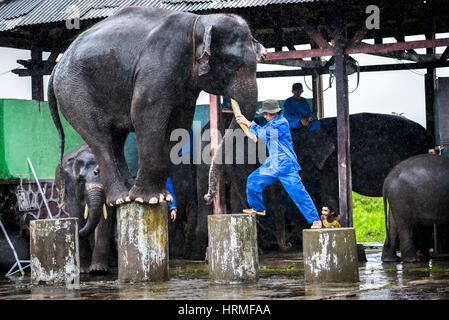 Ein Elefant gleicht in den Zügen während der Trainer Regie. Stockfoto