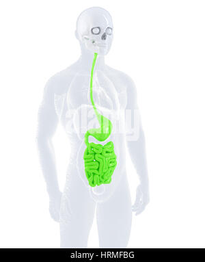 Männliche Verdauungssystem. Isoliert, Clipping-Pfad enthält Stockfoto